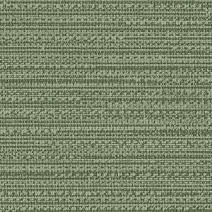 Fern